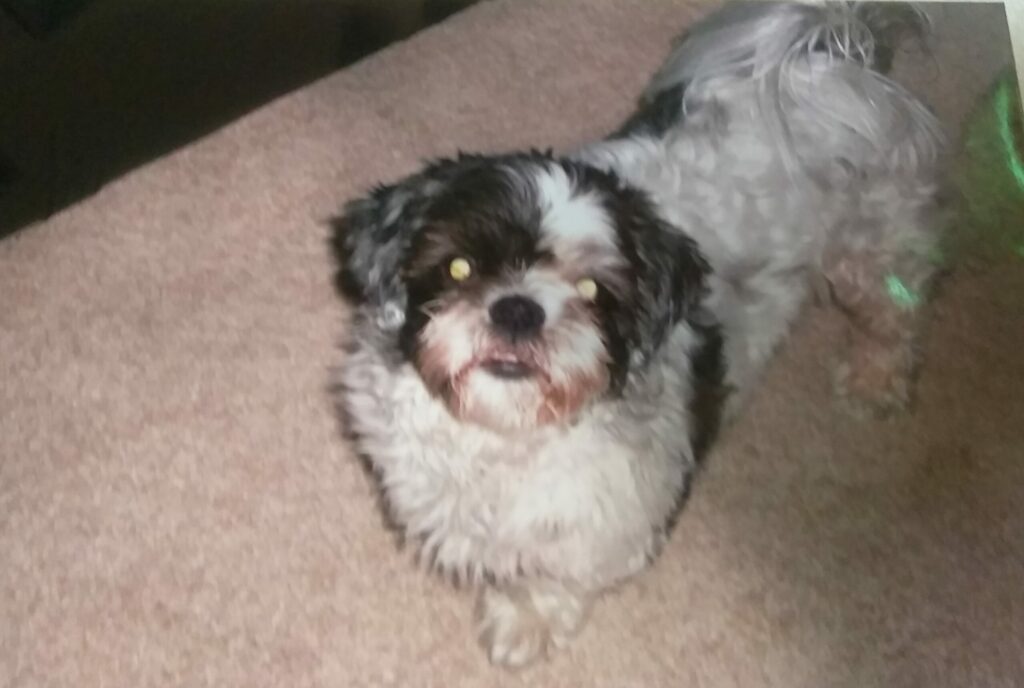 In memory our best friend Gizmo